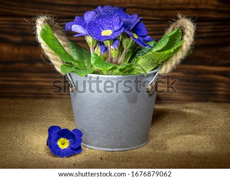 A bright blue primrose in a gray bucket on a matting. The photo was taken in the light graphic technique. Symbol of spring and happiness.