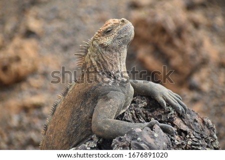Iguana, Wildlife, Galapagos, Ecuador, Travel
