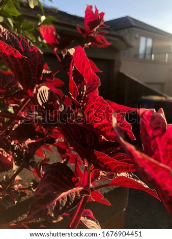 outdoor red leaves sunlight nature