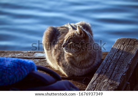 Cat sits by the water at sunset