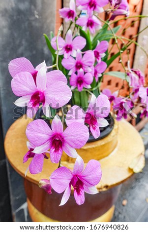 Beautiful pink orchid branch plant in vase