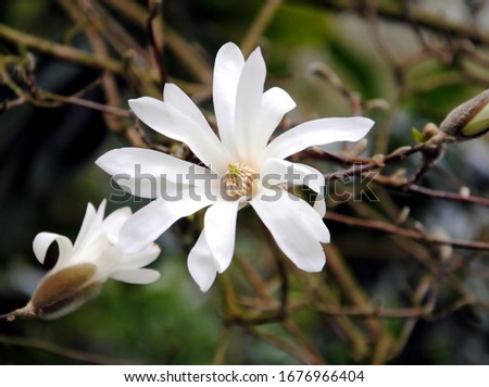 Close up of a large white flower of the star magnolia (Magnolia Stellata) native to Japan in early spring
