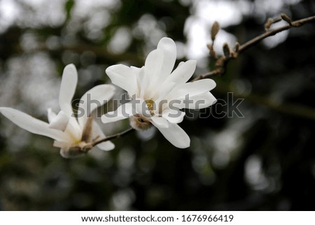 Close up of a large white flower of the star magnolia (Magnolia Stellata) native to Japan in early spring