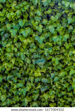 Green background of vertical plants of ferns and vines for decoration in the outside garden of a house Royalty-Free Stock Photo #1677004102
