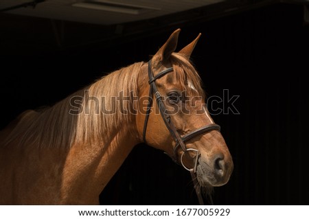 Portrait of Chestnut Thoroughbred Horse