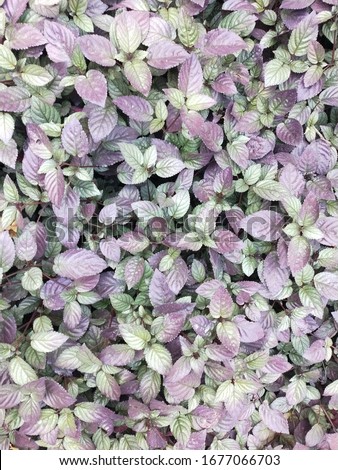 purple leafs background wall texture