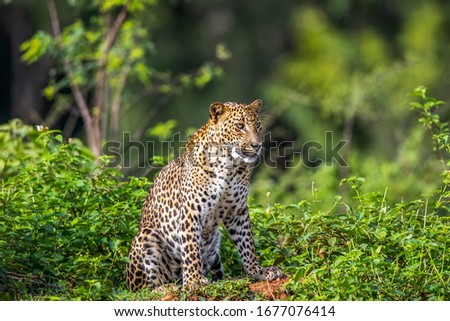 Male leopard in his natural habitat in Sri Lanka Yala National Park