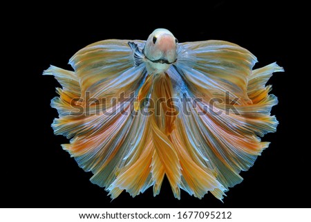 Beautiful movements of yellow betta fish (halfmoon), battle fish, isolated Siamese fighting fish with a black background