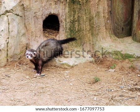 Ferret climbed out of his hole. Royalty-Free Stock Photo #1677097753