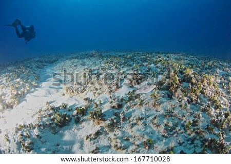 A scuba diver passing the coral reef.