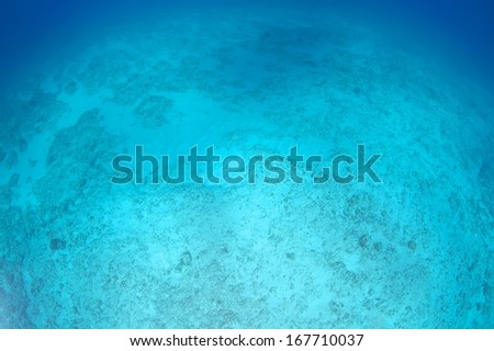 Under water coral reef sandy bottom views.