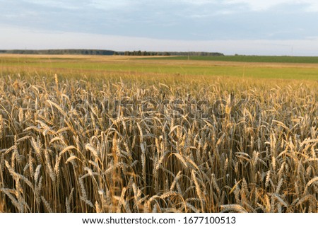 beautiful wheat field in the rays at sunset day