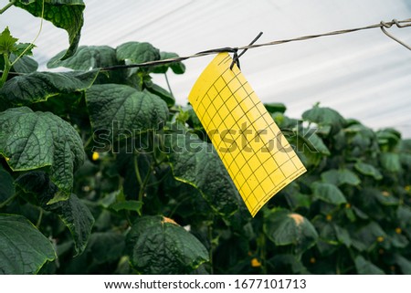 Cucumber plants growing in traditional greenhouse in Almeria. Integrated pest management technique at crops field. Yellow plaque pheromone glue traps Royalty-Free Stock Photo #1677101713