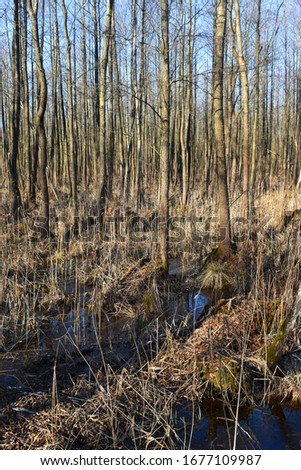 An alder carr is a particular type of carr, for example waterlogged wooded terrain populated with alder trees (Alnus glutinosa). "Grobla Honczarowska" Route. Biebrza National Park