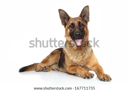 German shepherd dog lying on white background Royalty-Free Stock Photo #167711735