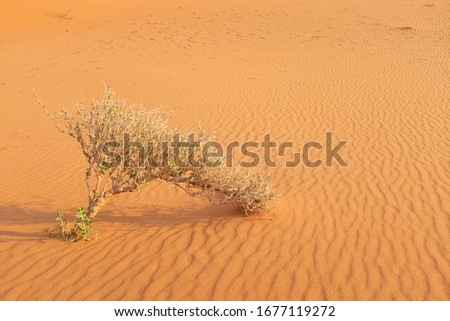 Plant life in the hot desert. Plants adaptation to harsh extreme environments. Royalty-Free Stock Photo #1677119272