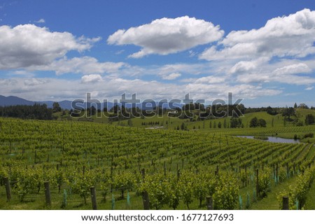 Grapevines on a hillside in New Zealand pictured on a sunny day