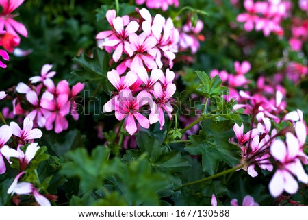 Small flowers close-up. Floral background Floral greeting card. Living wall. The apartment was lying. Copy space