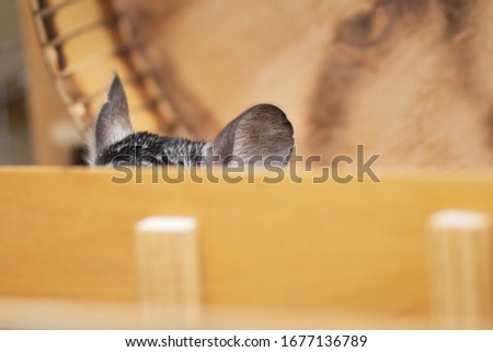 Adult chinchilla male sitting in a wooden cage on a close up vertical picture. A cute rodent species from South America often bred as a pet.