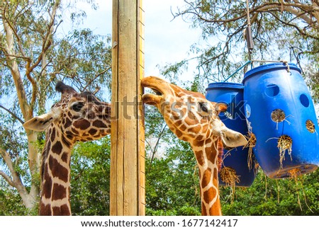 Giraffes licking a sweet pole in a safari park in Israel

