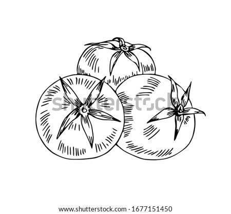 Three tomatoes in line art style.