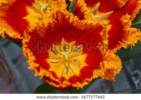 one large bud of red yellow tulip flower in a bouquet