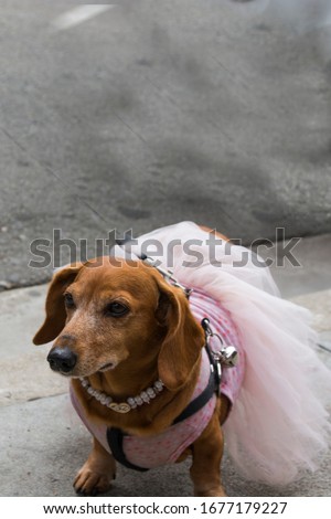 a dachs dog with pink and white lace dress