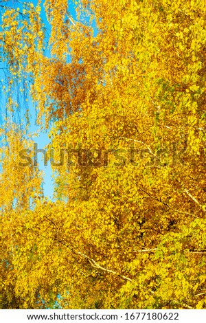 autumn landscape, sketch of autumn in the photo, yellow burgundy red leaves, summer petition, joyful pictures