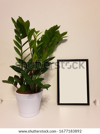 Green house plant often called emerald palm or eternity plant (from genus Zamioculcas zamiifolia) and a picture frame on a natural white table