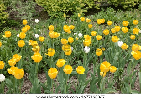 
It is a picture of a tulip. The yellow tulips were very beautiful and clear.