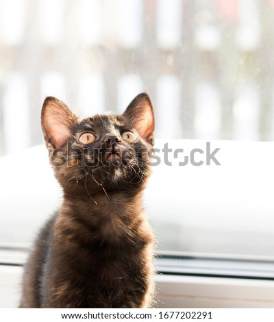 Chocolate kitten sits in front of the window and looks up, photo. Orange eyes, place for an inscription, picture for design