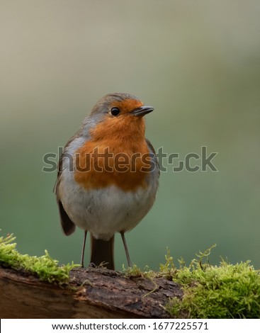 robin on a moss covered branch