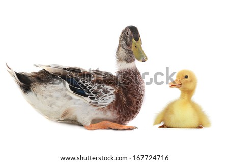 duck on a white background
