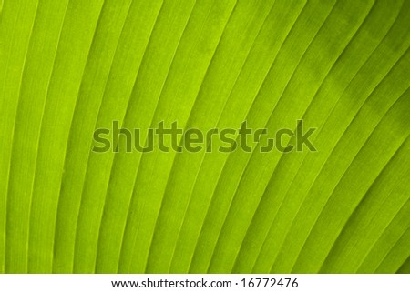 Detail of banana leaf with back sunlight