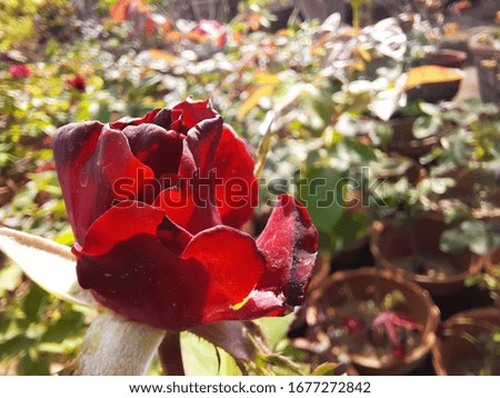 Closeup of beautiful red rose flower blooming, The rose flowers in the nursery