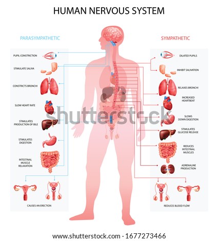 Human nervous system sympathetic parasympathetic info charts with organs depiction and anatomical terminology educational realistic vector illustration  Royalty-Free Stock Photo #1677273466