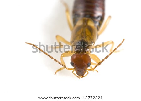 Front view of a european earwig