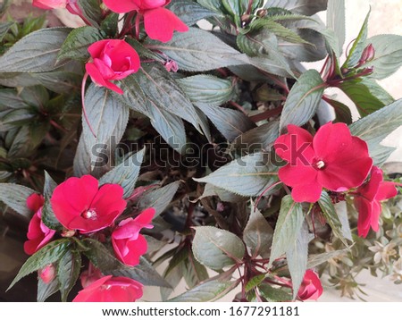 Impatiens hawkeri, the New Guinea impatiens, is a species of flowering plant in the family Balsaminaceae. 