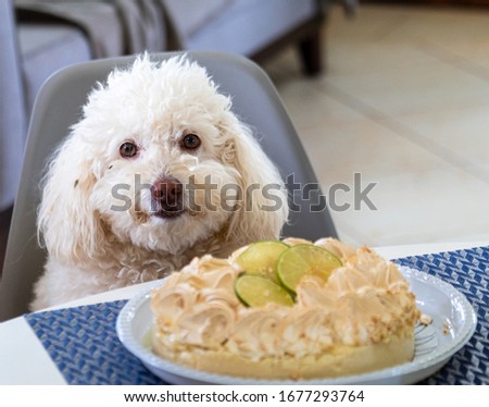 White poodle puppy having a birthday cake. 