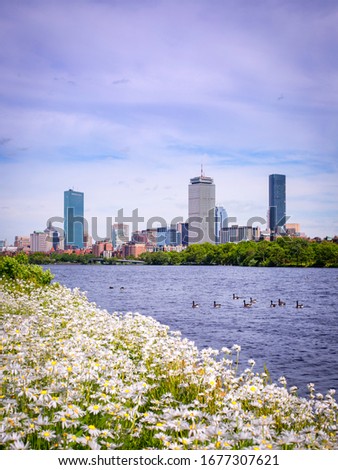 Boston City Skyline as seen from a field of daisies on the banks of the Charles River