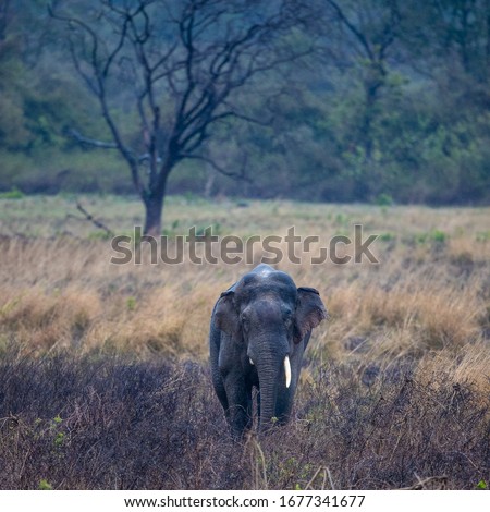 Wild Elephant in Indian Forest