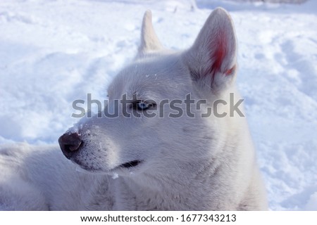White husky close up winter photo. Concept for calendar. Dog in the snow. Blue eyes. Black nose.