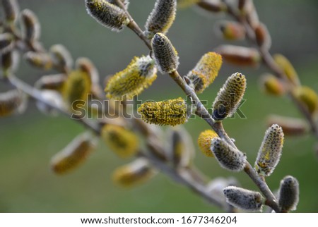 salix irorrata blooms yellow and has gray branches close-up of flower and twigs blurred background