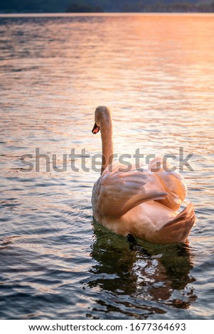 Beautiful white swan swimming into the sunset at Attersee Austria