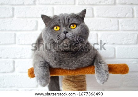 Cat, British breed. Gray color with a blue tint. Beautiful, purebred cat with yellow eyes.