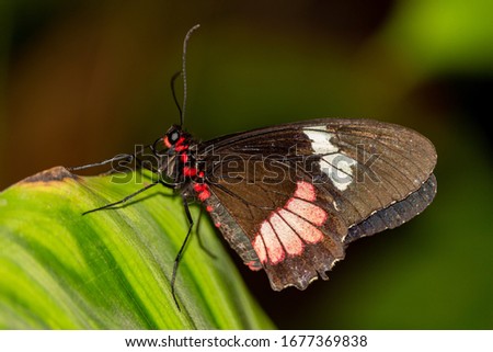 butterfly parides iphidamas on a green leaf