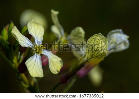 macro image of nature and blooming flowers renewed with the coming of spring