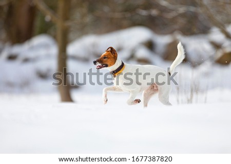 Photography with a white dog on snow. Beautiful white dog in winter landscape with snow. Dog games.