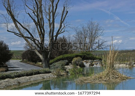 Springtime view of a large garden pond with some plants and a bare tree behind under blue sky