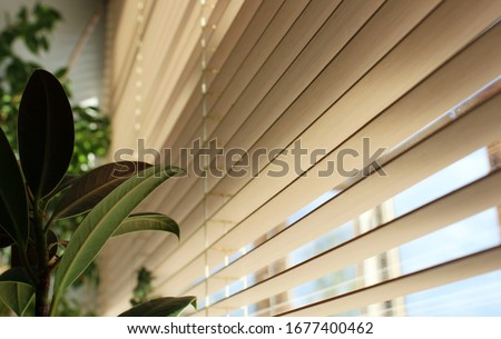 wooden shutters inside the house with a green plant on the windo Royalty-Free Stock Photo #1677400462
